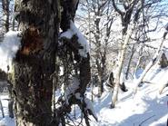 Aventura y paseo en raquetas por el Cerro Otto