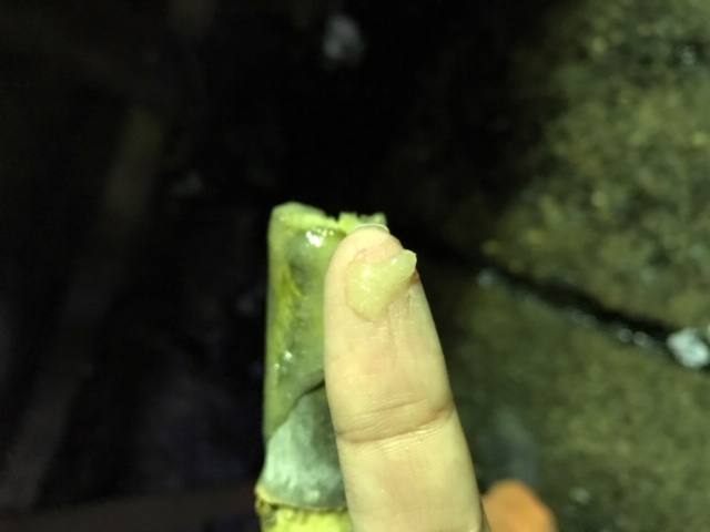 La ruta del azúcar, para saber más de esta industria