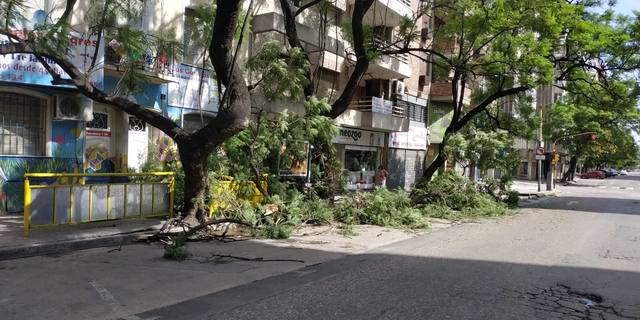 Árboles caídos y cortes de luz tras tormenta en Córdoba
