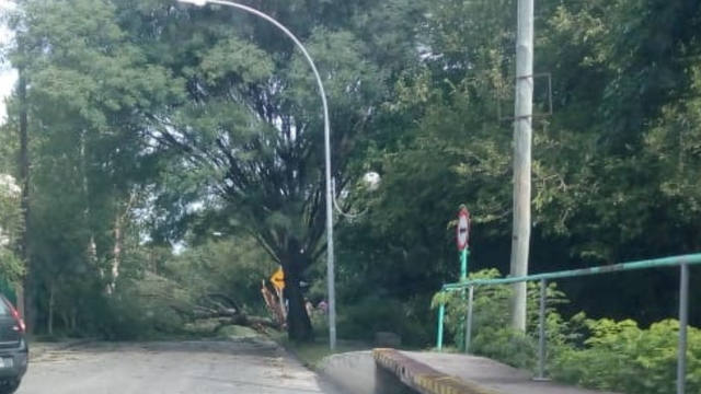 Árboles caídos y cortes de luz tras tormenta en Córdoba