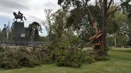 Árboles caídos y cortes de luz tras tormenta en Córdoba