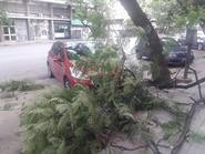 Árboles caídos y cortes de luz tras tormenta en Córdoba