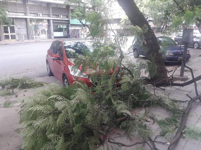 Árboles caídos y cortes de luz tras tormenta en Córdoba