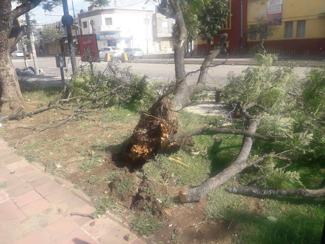 Árboles caídos y cortes de luz tras tormenta en Córdoba