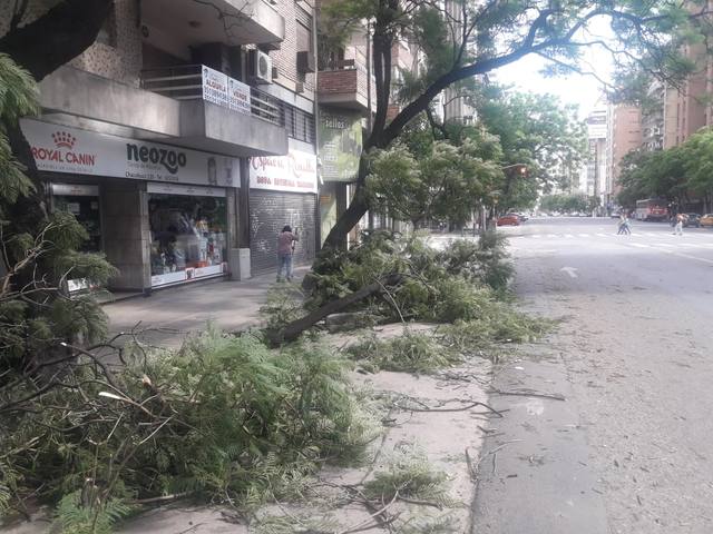 Árboles caídos y cortes de luz tras tormenta en Córdoba