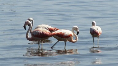 AUDIO: Miramar y Mar de Ansenuza, el paraíso cordobés de las aves