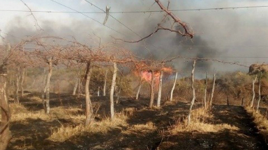 AUDIO: Controlaron incendio en viñedos de Cafayate