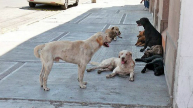 AUDIO: Otorgan beneficios a quienes adopten animales de la calle