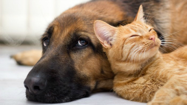 Cómo afecta el eclipse a las mascotas y animales