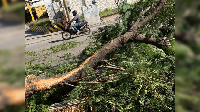FOTO: Se desprendió la rama de un árbol y casi causa una tragedia