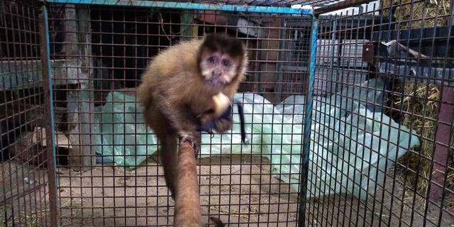FOTO: Rescatan mono que se metió a una sandwichería en Laboulaye