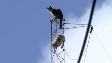 AUDIO: Bomberos rescataron a dos gatos de una antena de Rosario