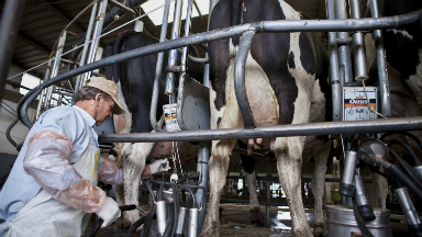 Para Paulón, la producción de leche se normalizará en mayo