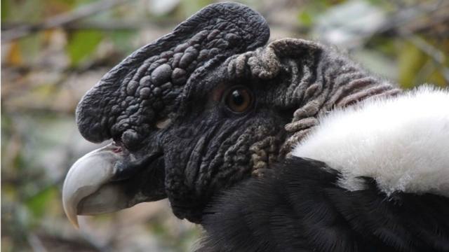 Liberaron al cóndor Wak’a con una emotiva ceremonia en Salta