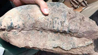 AUDIO: Hallaron restos de un mamífero de 40.000 años de antiguedad