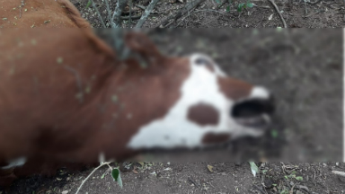 AUDIO: Denuncian que ovni o chupacabras mutiló a ganado