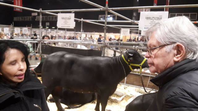 FOTO: La carne de búfalo, una tendencia que busca ganar terreno