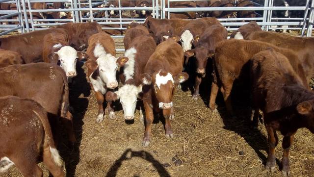 Increíbles fotos de Agroactiva, la mega muestra del campo