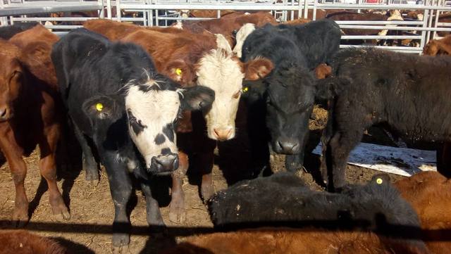 Increíbles fotos de Agroactiva, la mega muestra del campo