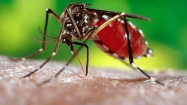 AUDIO: El ministro Fortuna explicó cómo prevenir el dengue.