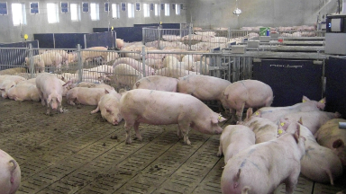 AUDIO: Heces de cerdos producen energía en una granja cordobesa