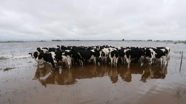 AUDIO: La producción de lácteos cayó más del 20% en febrero
