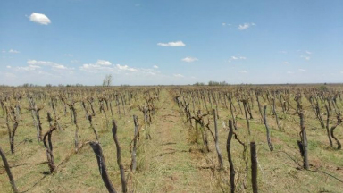 AUDIO: El granizo provocó la pérdida de 30 mil hectáreas en Mendoza