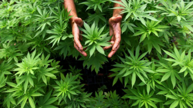 AUDIO: Una empresa canadiense cultivará cannabis en San Juan
