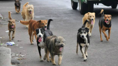AUDIO: Proponen contener y adiestrar a los perros callejeros