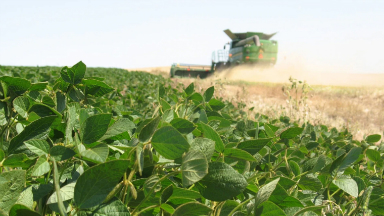 AUDIO: Cómo impactará la caída del precio de la soja en Córdoba