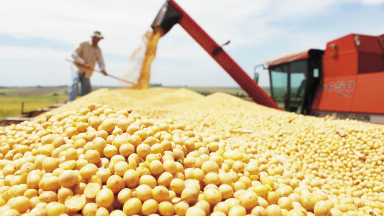 AUDIO: ¿Cómo influye en el país la caída del precio de la soja?