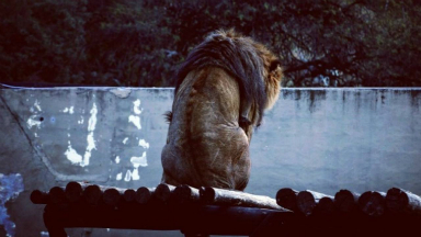 Se confirmó el traslado de Tango, el león del zoo de Córdoba