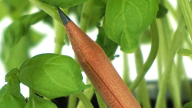 AUDIO: Estudiantes de Biología jujeños diseñaron lápices plantables