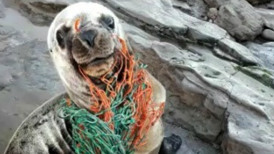 AUDIO: Dos amigos salvaron a un lobo marino atrapado en una red