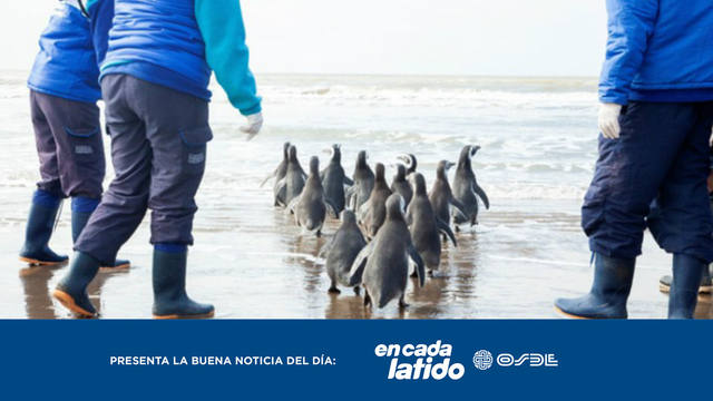 FOTO: El pingüino que fue traído a Córdoba regresó al mar