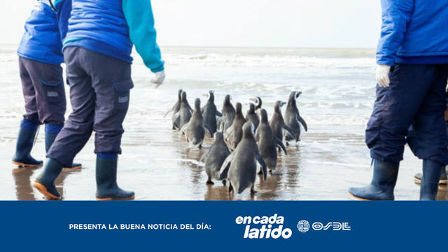 El pingüino que fue traído a Córdoba regresó al mar