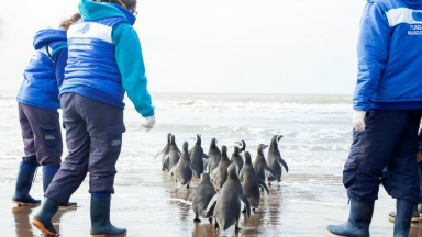 AUDIO: El pingüino que fue traído a Córdoba ya fue devuelto al mar