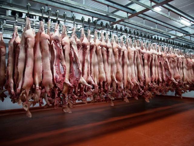 FOTO: Estiman más inversiones por la exportación de cerdo a China