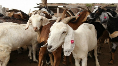 AUDIO: Frigoríficos de La Pampa exportarán carne caprina a Angola