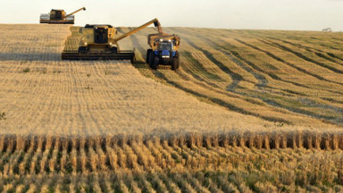 AUDIO: Para Martínez, los costos dificultan la venta del trigo