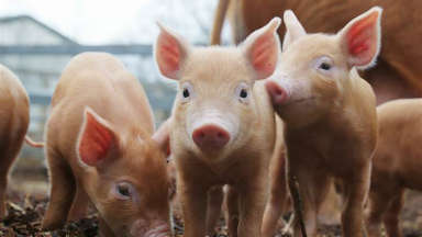 AUDIO: El cerdo podría encarecerse en el país por peste en China