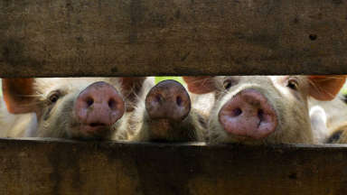AUDIO: La peste porcina mataría 200 millones de animales en China