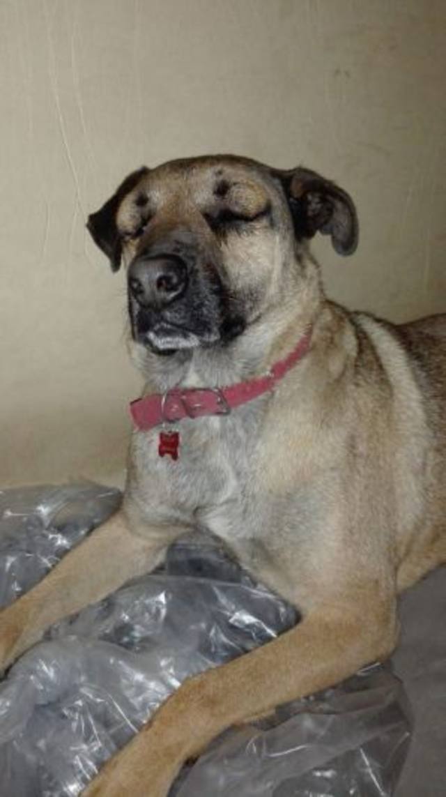 Un perro casi muere por proteger a unos niños de una yarará