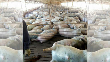 AUDIO: Más de 400 cerdos se asfixiaron en un criadero santafesino
