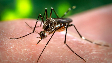 AUDIO: Confirmaron otros cinco casos de dengue en Córdoba