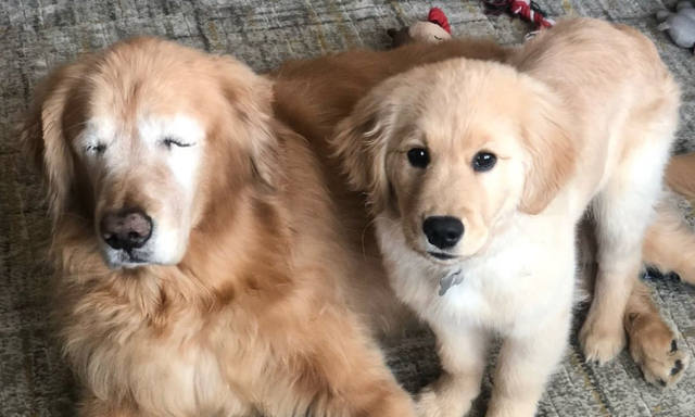 Un perro quedó ciego y un cachorro se convirtió en lazarillo