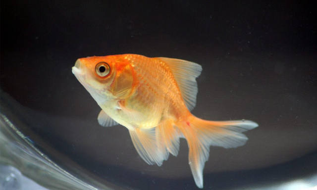 Se tragó un pez, lo subió a las redes y provocó un escándalo