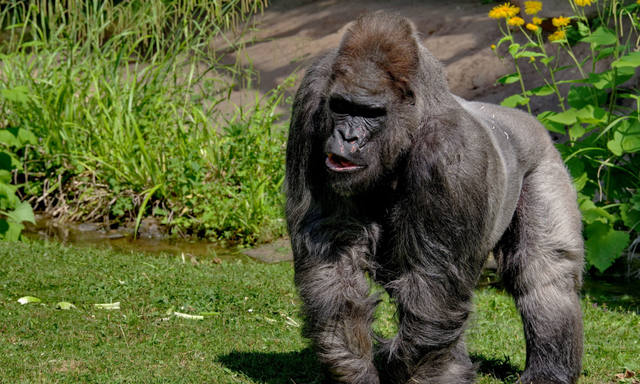 FOTO: Denuncian que un supuesto gorila anda suelto en San Luis