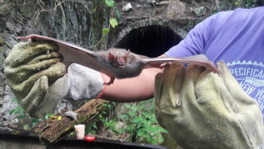 AUDIO: Murciélagos con rabia matan a más de 40 animales en Ámbul