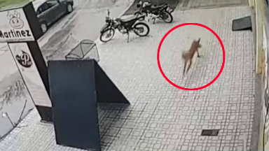 Alerta por un puma suelto en pleno centro de Villa María